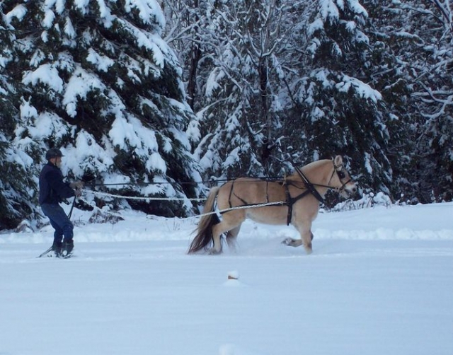  Skijoring Les Rousses 